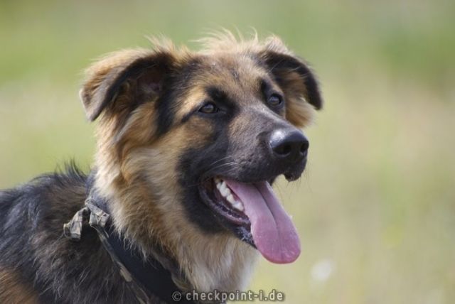 Mischling zu vergeben - Mischlinge - Bremen