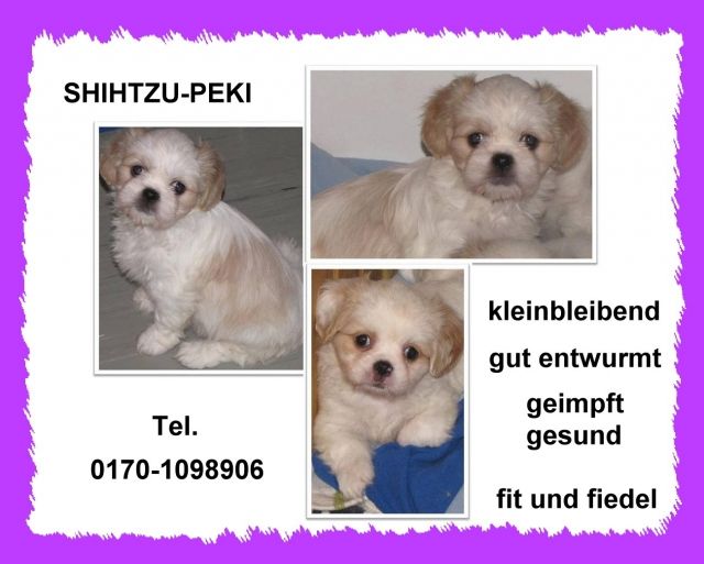 Shih Tzu - Peki - Mischlinge - alsfeld