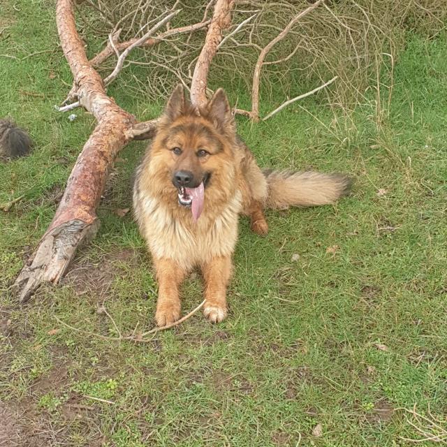 Deckrüde - Altdeutscher Schäferhund - Rassehunde Schaeferhund - Bleicherode /Obergebra 