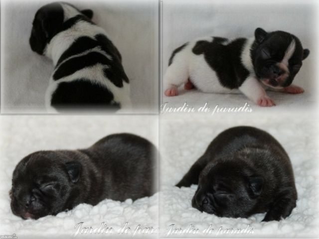 Französische Bulldoggen Welpen/Babys aus deutscher seriöser zucht - Rassehunde Franzoesische Bulldogge - Frankfurt