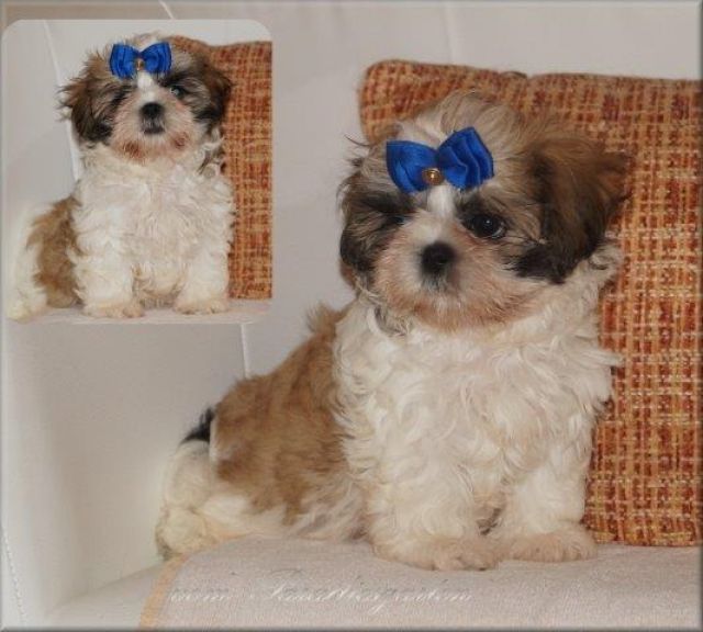 Wunderschöne Reinrassige Shih Tzu Welpen mit Ahnentafel - Rassehunde Shih Tzu - Frankfurt