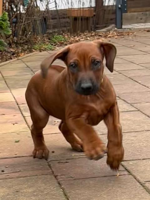 Rhodesian Ridgeback Welpen - Hunde Zubehoer - Gatersleben