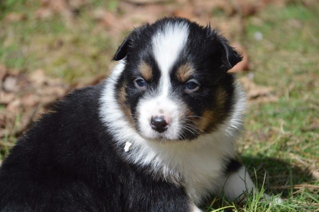 Traumhaft schöne Australian Shepherd Welpen in allen Farben - Rassehunde Australian Shepherd - Rostock
