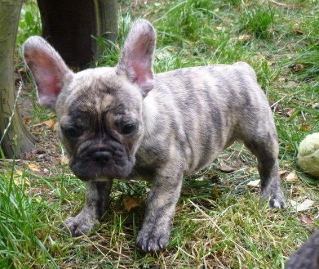 Ricky schöner Französischer Bulldoggen Rüde mit Pap. - Rassehunde Franzoesische Bulldogge - frankfurt