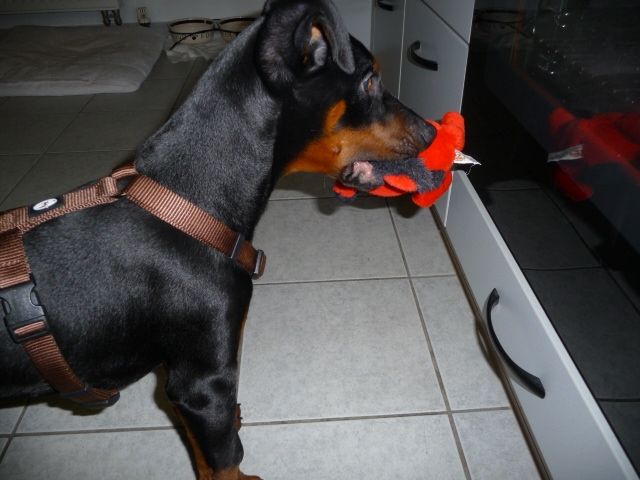 Notfall - Dobermann Welpe sucht... - Rassehunde Dobermann - Mähring
