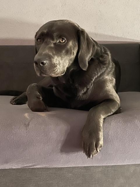 Deckrüde Labrador  - Deckanzeigen - Rödermark 