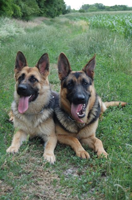 Deutscher Scaferhund Welpen zu verkaufen - Rassehunde Schaeferhund - Ungarn