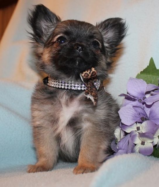 Chihuahua- und Minichihuahuawelpen aus seriöser Zucht - Rassehunde Chihuahua - Kobern-Gondorf