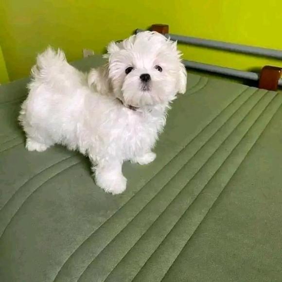 Charmante kleine Malteser Welpen - Rassehunde Malteser - München