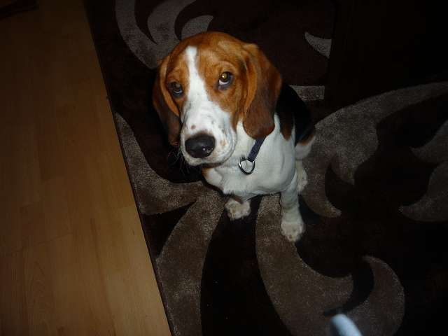 10 Monate junger Beagle-Cocker Mix in guten Händen abzugeben - Mischlinge - Oberhausen