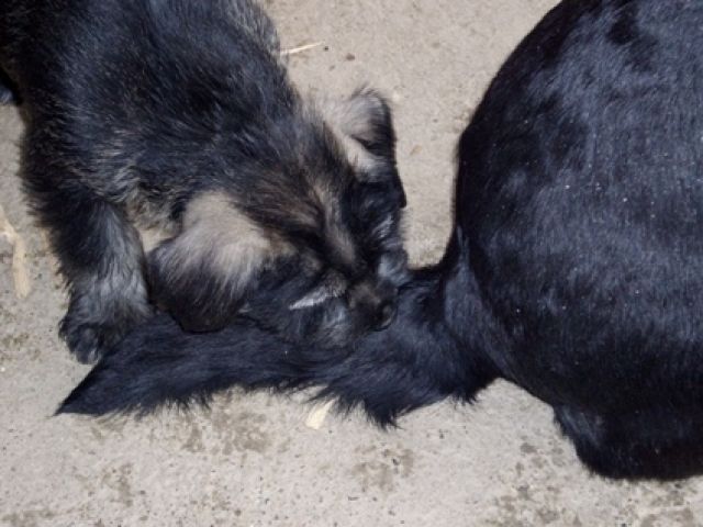 Mittelschnauzer Welpen - Rassehunde Riesenschnauzer - Selci djakovacki Kroatien