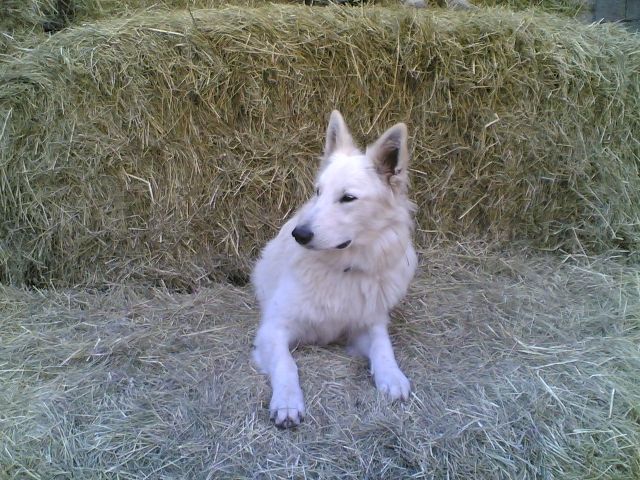 Weisse Schäferhundwelpen - Rassehunde Weisser Schweizer Schaeferhund - Poppenhausen