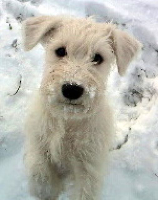 Letzter Rüde aus dem B-Wurf  - Rassehunde Zwergschnauzer - Lamstedt