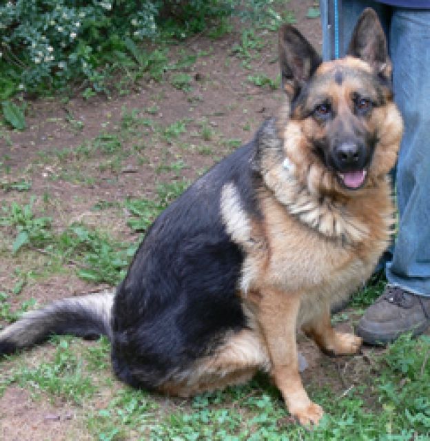 Eyck 4 J liebt Bälle, akzeptiert eigene Katzen- Wo sind Menschen mit Erfahrung? - Rassehunde Schaeferhund - Kaierslautern