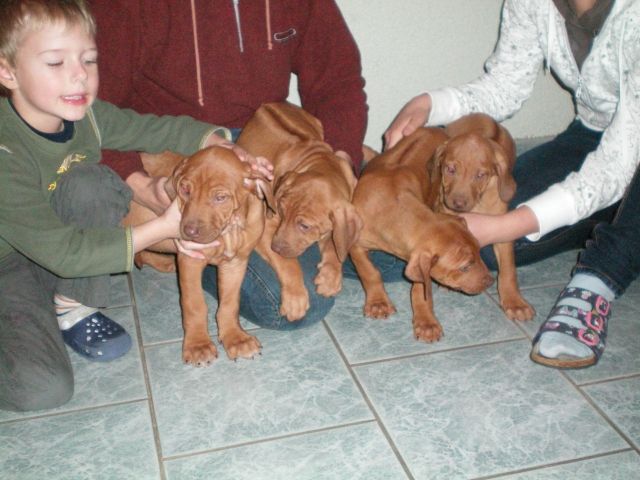 Rhodesian Ridgeback Welpen ohne Papiere - Rassehunde Rhodesian Ridgeback - Plattenburg