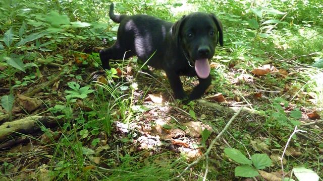 Labrador Welpen aus Österreichischer Familienzucht im Salzkammergut  - Rassehunde Labrador - Bad Ischl