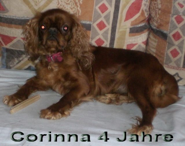 Kingcharlesspaniel - Rassehunde Spaniel - gießen