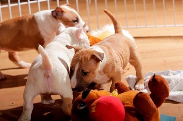 Miniature Bullterrier Welpen reinrassig PLL frei - Rassehunde Terrier - 46514 Schermbeck 