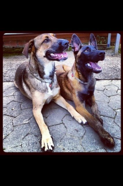 Hundesportler aufgepasst! - Rassehunde Malinois - Fürth/Odw.