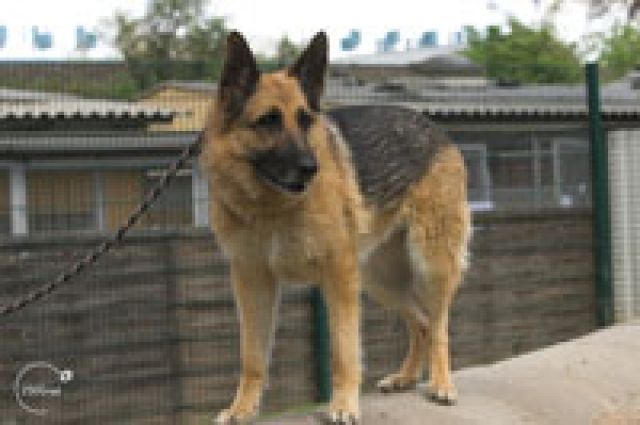 SALLY braucht geduldige und erfahrene Menschen - Rassehunde Schaeferhund - Mainz