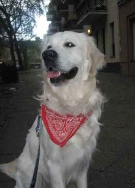 Golden Retriever Deckrüde ***kein Verkauf*** - Deckanzeigen - Berlin