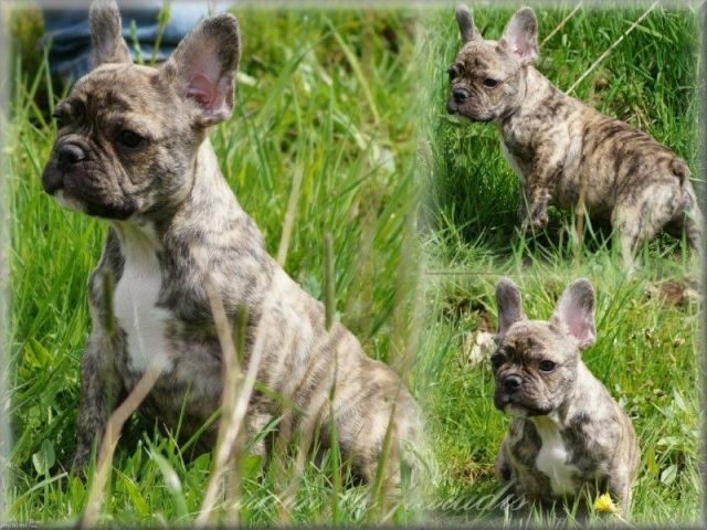 Top Französischer kleiner Bulldoggen Rüde mit Pap. - Rassehunde Franzoesische Bulldogge - Frankfurt