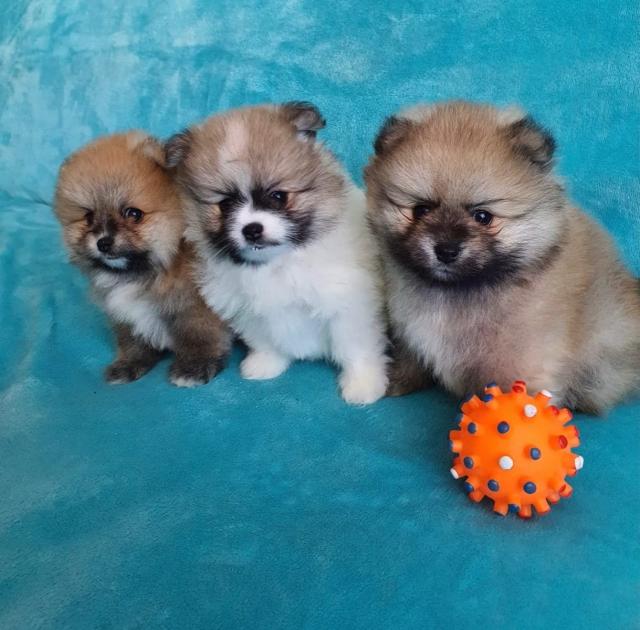 Super Pomeranian Zwergspitz-Teddywelpen - Rassehunde Spitz - Hasselfelde