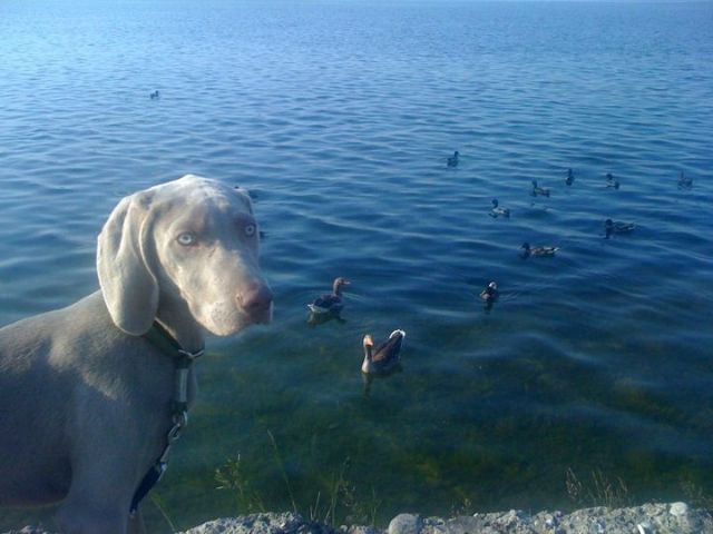 Weimaraner, kurzhaar, grau, männlich, 7 Monate - Rassehunde Weimaraner - München
