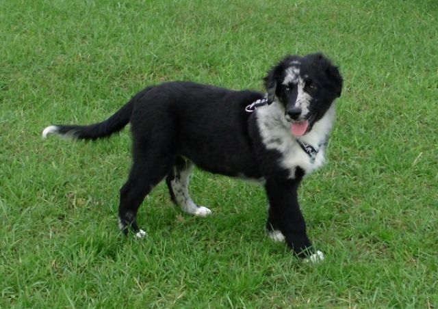 Wunderschöne Australian Sherpherd Welpen - Rassehunde Australian Shepherd - Kirchdorf
