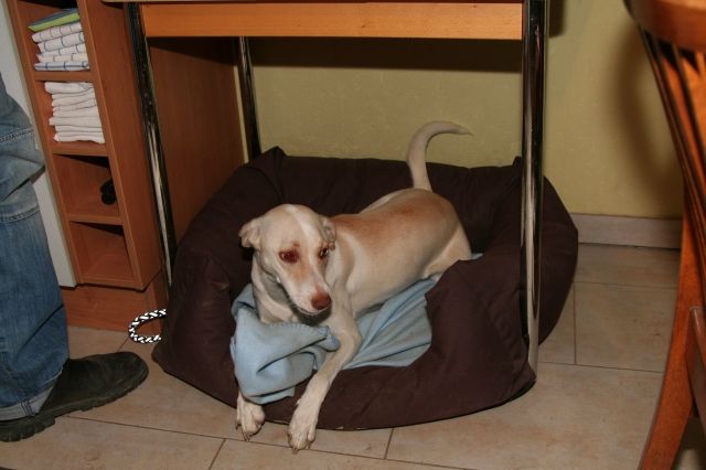 Lebhafte, gute erzogene 3 jährige Mischlingshündin  - Mischlinge - Stolberg