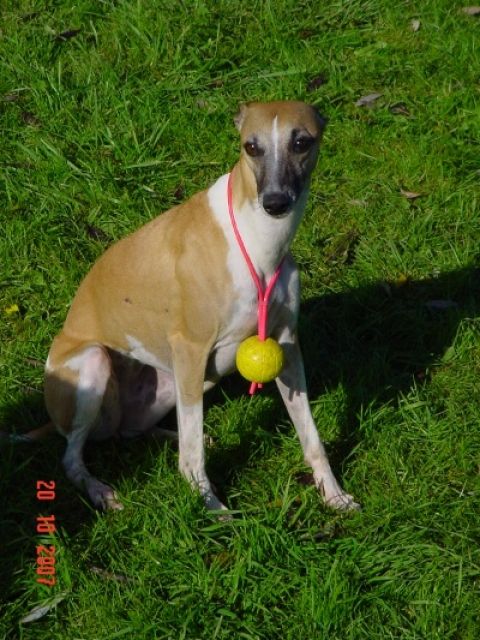 Hundetreff in Nienhagen bei Celle - Hundeschulen - Nienhagen