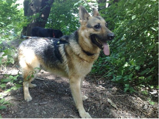 Schäferhund-Rüde Bax,  - Rassehunde Schaeferhund - Stuttgart