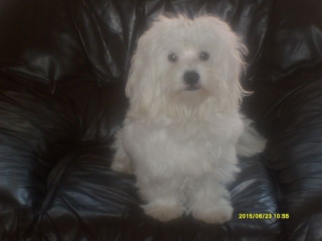 Malteser Bony - Rassehunde Malteser - Velen