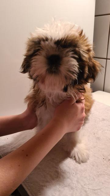 Shih tzu Welpen  - Rassehunde Shih Tzu - Warberg