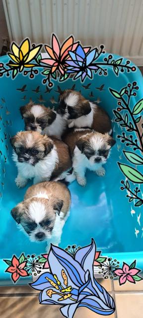 Shih Tzu Welpen  - Rassehunde Shih Tzu - Emden