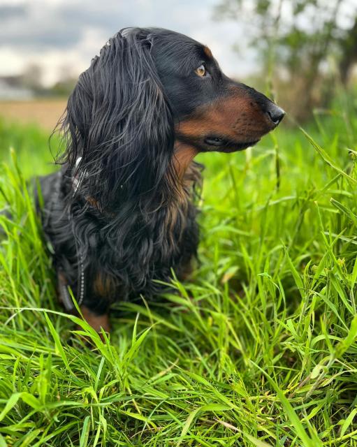 Deckrüde Kalle vom Lindenstein  - Rassehunde Dackel - Bad Oeynhausen