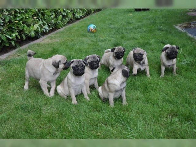 Bildschöne Mopswelpen in beige - Rassehunde Mops - Chemnitz