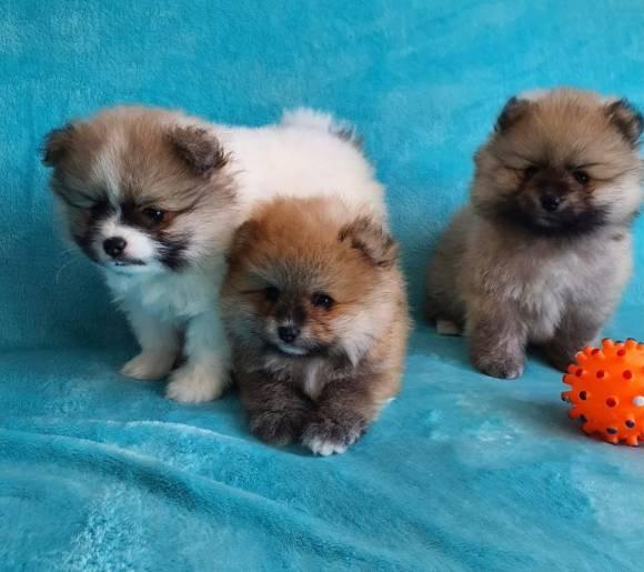 Super Pomeranian Zwergspitz-Teddywelpen - Rassehunde Spitz - Hannover