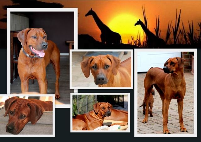Rhodesian Ridgebackwelpen im November 2016 im Kennel of Brownridge Pigmentstark  - Rassehunde Rhodesian Ridgeback - Edemissen