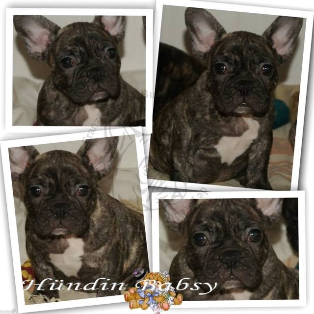 Französische Bulldoggen Hündin Babsy mit Pap. - Rassehunde Franzoesische Bulldogge - frankfurt