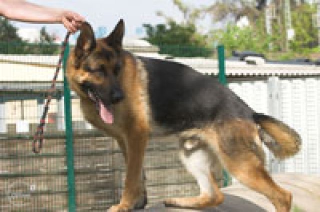 IDI 5J sucht sportl. Menschen und geistige Auslastung - MAINZ - Rassehunde Schaeferhund - Mainz