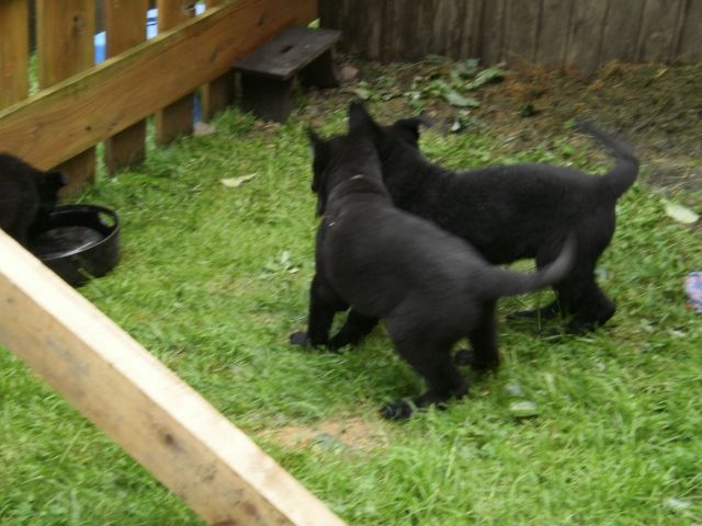 Schwarze Schäferhundwelpen - Rassehunde Schaeferhund - Kirchen