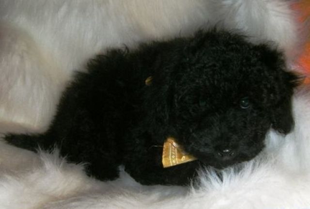 Bildhübsche Zwergpudeljungs aus OÖ! - Rassehunde Pudel - Schärding