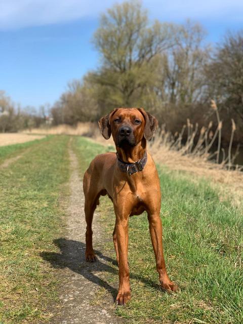 Rhodesian Ridgeback reinrassig  - Deckanzeigen - Hügelsheim
