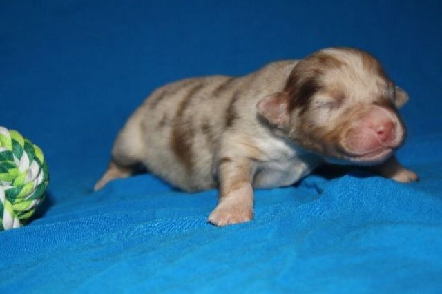 Australian Shepherd Welpen - Rassehunde Australian Shepherd - Gangelt
