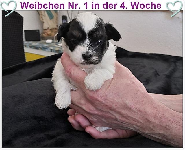 Havaneser-Malteser Welpen - Mischlinge - Schörzingen
