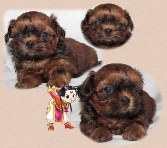 Reinrassige Shih Tzu - Rassehunde Shih Tzu - frankfurt