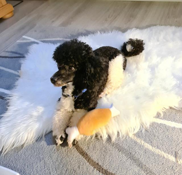 Deckrüde 