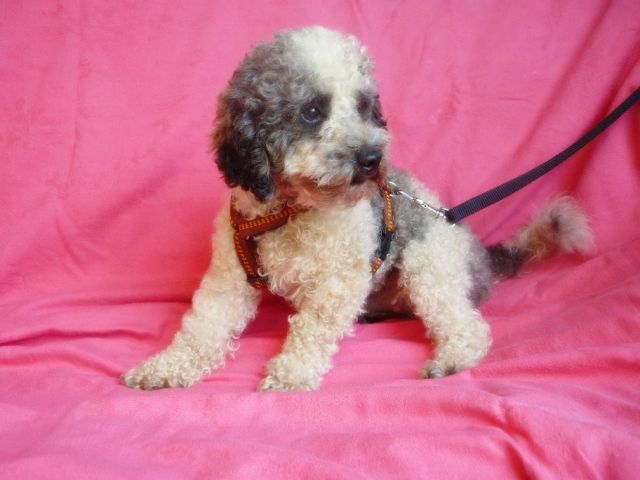 Zwergpudel Harlekin, 2,5 Jahre - Rassehunde Pudel - Regensburg