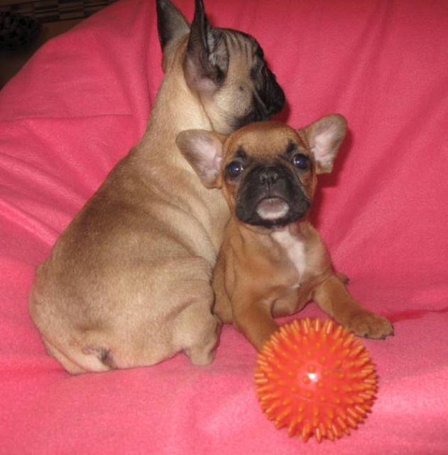 Französische bulldoggenwelpen - Rassehunde Franzoesische Bulldogge - Berlin